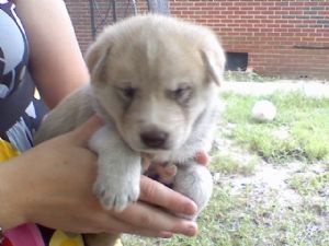 AKC REGISTERED/REGISTERABLE SIBERIAN HUSKY PUPS