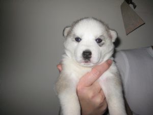 Siberian Husky Pups For Sale - Four Hundred and Fifty Dollar