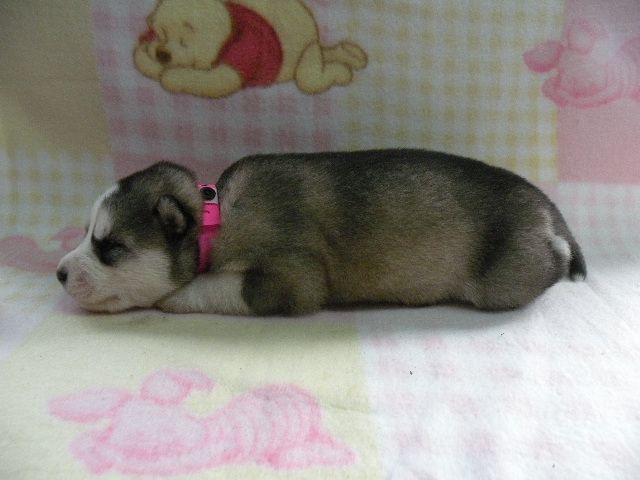 Sasha's # 1 Female(Husky)