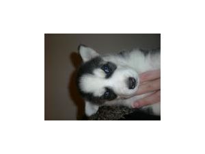 ADORABLE AKC REGISTERED SIBERIAN HUSKY PUPPIES