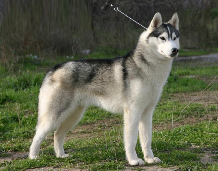 3 adorable Siberian Husky Puppies.