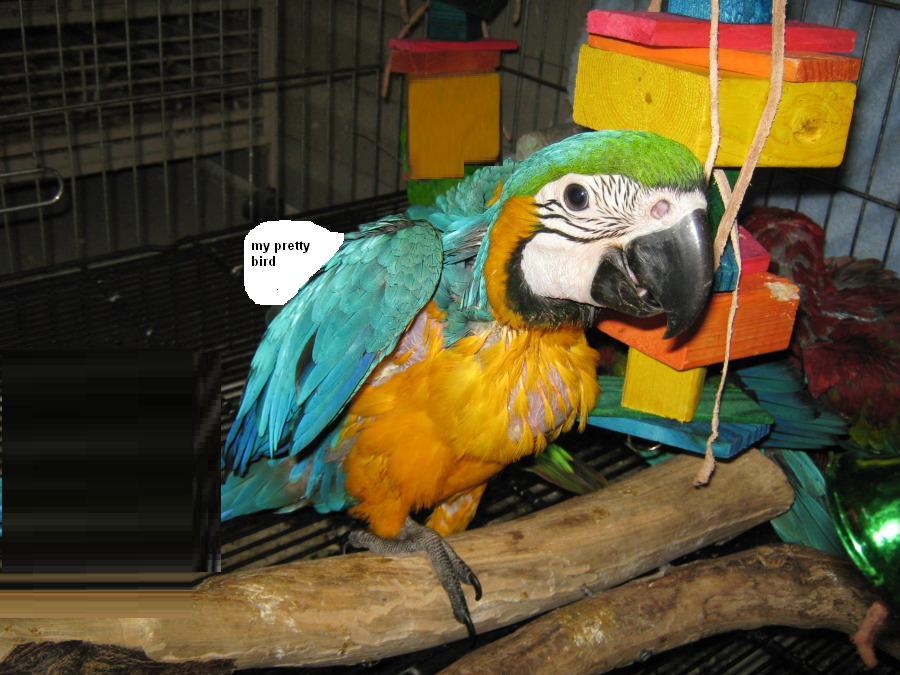 PAIR OF BLUE AND GOLD MACAW PARROTS