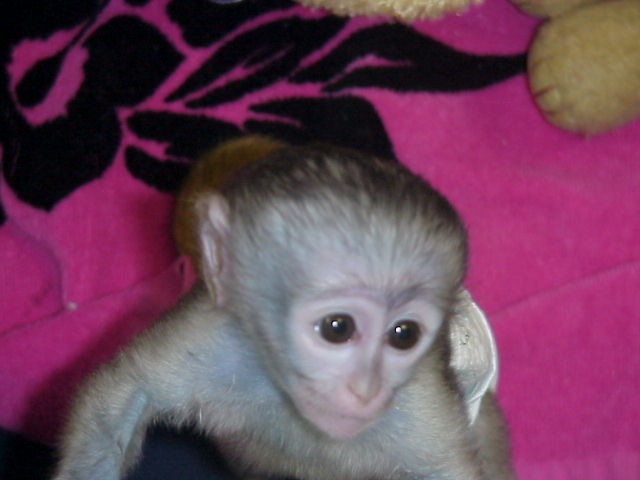 2 TWIN capuchin monkeys for free adoption