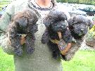 adorable chunky pups
