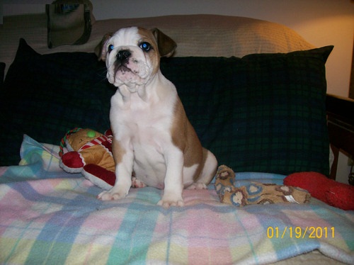 White Male English Bulldog puppy for sale