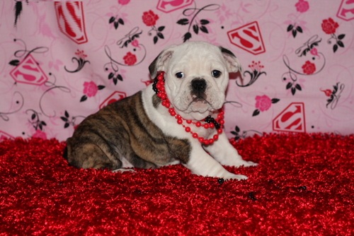 AKC REGISTERED &amp; CHAMPION BLOODLINE ENGLISH BULLDOG PUPPIES