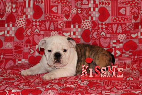 Male AKC English Bulldog Pup for Sale