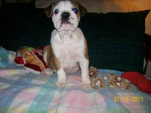 Five puppies, two males and three females. MUST SEE!