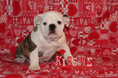 Adorable, wrinkly English Bulldog puppy for sale