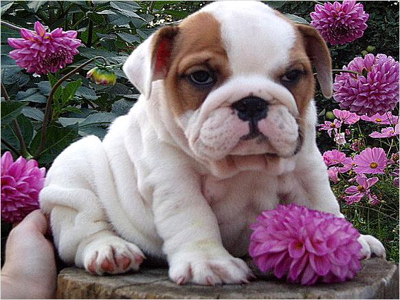 English Bulldog puppies