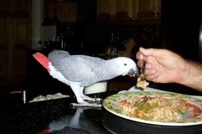 African grey parrots available for sale.