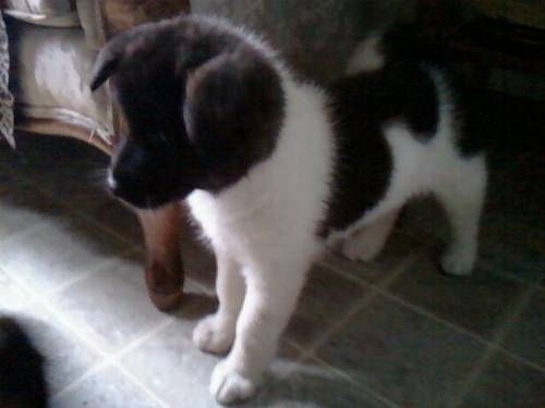 Gorgeous Akita Puppies Ready For Sale