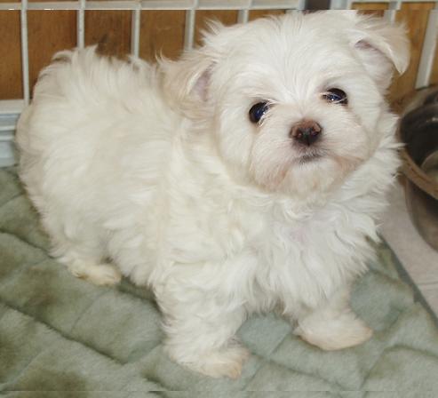 Beautiful Maltese Puppies Ready For Sale.