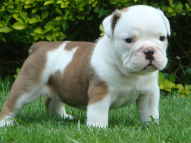 english bulldog puppies