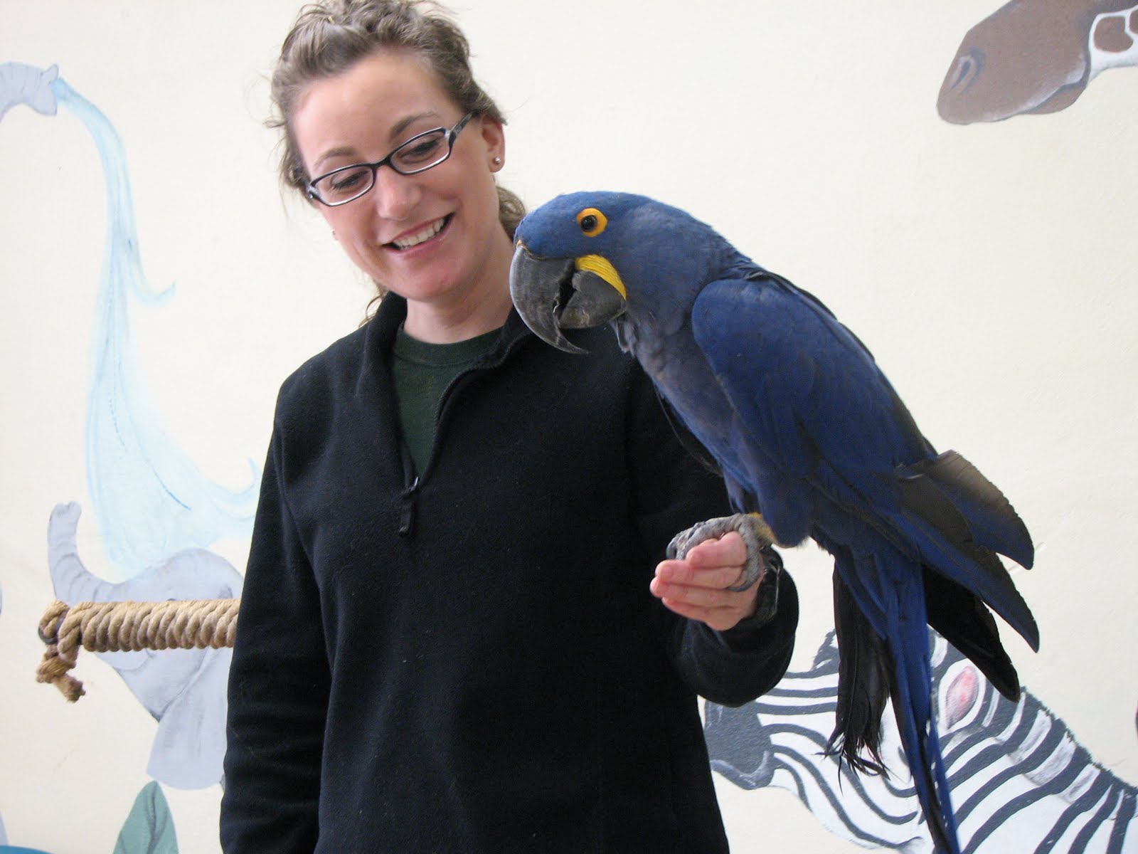 LOVELY HOME RAISED HYACINTH MACAW PARROTS FOR SALE