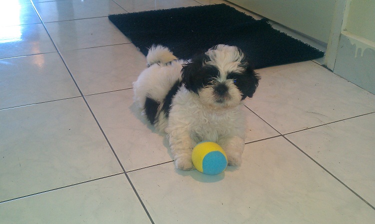 Male and Female  shih tzu/Maltese puppies