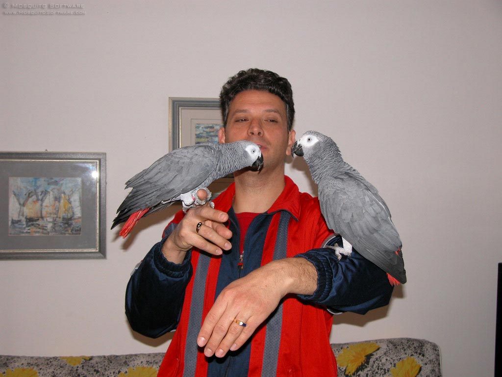 African Grey Parrots For Sale