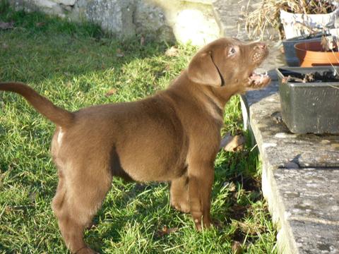 CHOCOLATE LABRADOR RETRIEVER PUPS FOR SALE