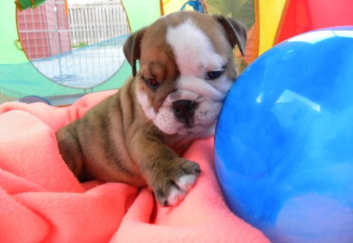 Charming English bulldog puppies for good homes