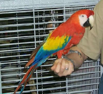 Lovely scarlet Macaw parrots For Sale
