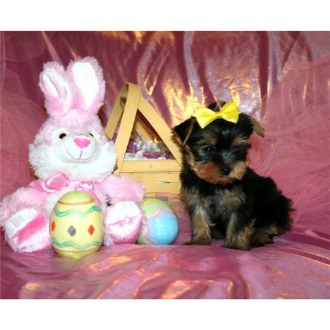 Healthy Good Looking Yorkie Puppy For Good Home