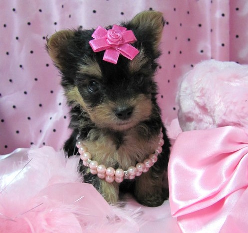 Adorable yorkshire terrier puppies for adoption to a  lovely home