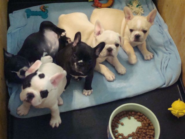 French bulldog puppies for sale