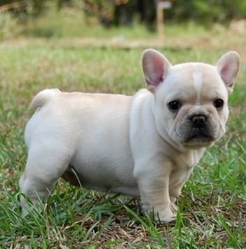 Amazing french bulldog puppies for sale
