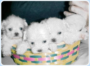 Tea-Cup Male and Female Maltese Puppies