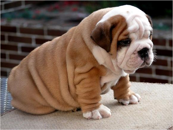 HEALTHY AND QUALITY BULLDOG PUPPIES