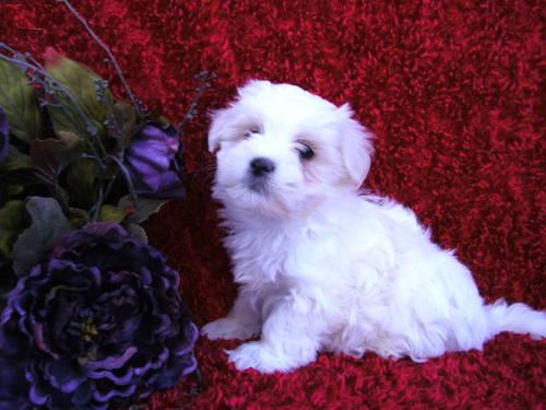 positive maltese puppies for sale