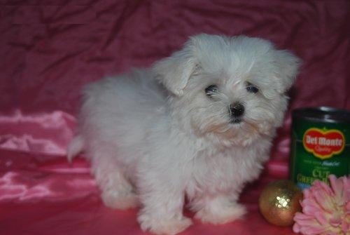 lovely male and female maltese puppies