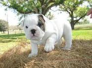 *ADORABLE ENGLISH BULL DOG PUPPY *