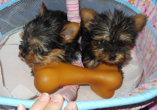 yorkie puppies for adoption