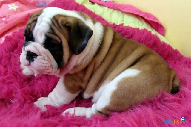 lovely bulldog puppies for adoption