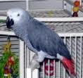 Healthy purebred baby parrot for adoption to a good home