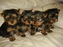 Adorable baby Yorkie puppies for adoption