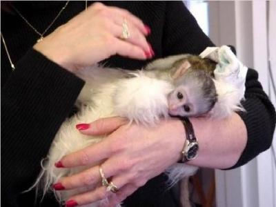 Tamed capuchin monkeys for free adoption