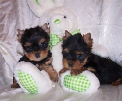 Home Trained Male And Female Teacup Yorkie Puppies
