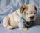 Cute and Beautiful English Bulldog Puppies.