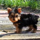 Free Teacup Yorkie Puppies For Loving Homes
