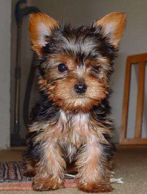 TWO GORGEOUS YORKIE PUPPIES FOR ADOPTION