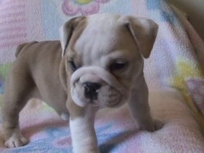 Bulldog Puppies that will warm your heart and life. Registered puppies to good homes.