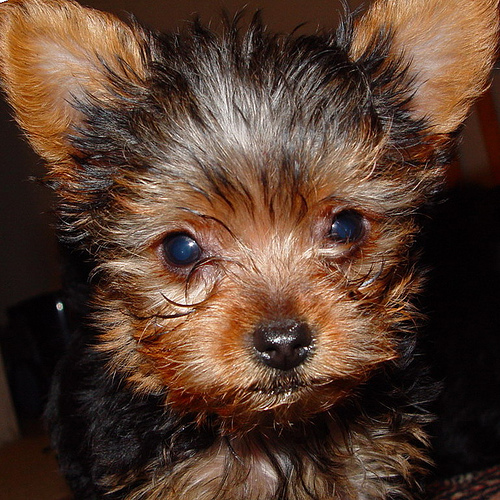 Cute Yorkie Puppies For Free Adoption
