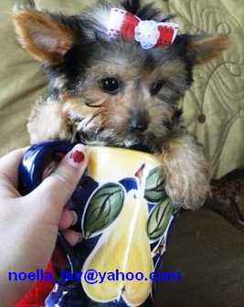 lovely and adorable yorkie puppies for adoption