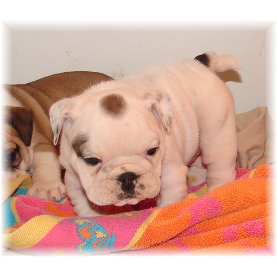 Charming Healthy English Bulldog Puppies