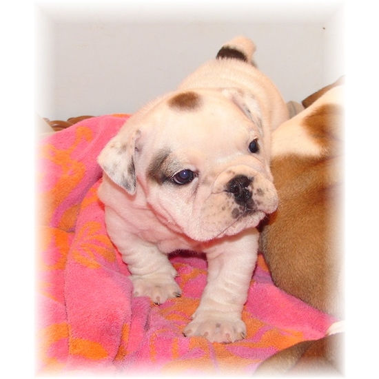 Charming  English Bulldog Puppies