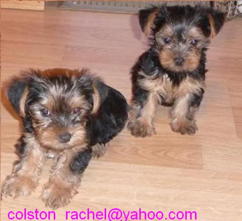 Adorable TeaCup Yorkie Puppies For Adoption