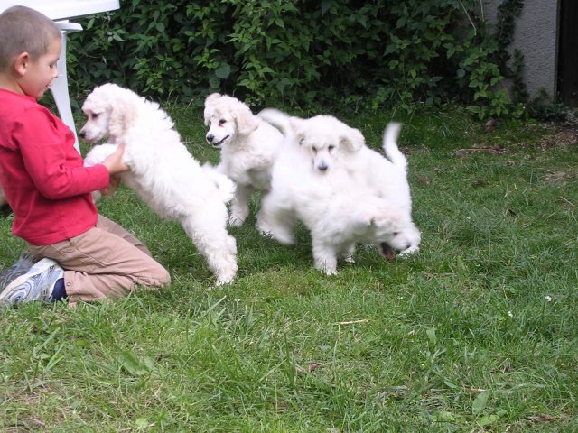 Very beautiful dogs to adopt.