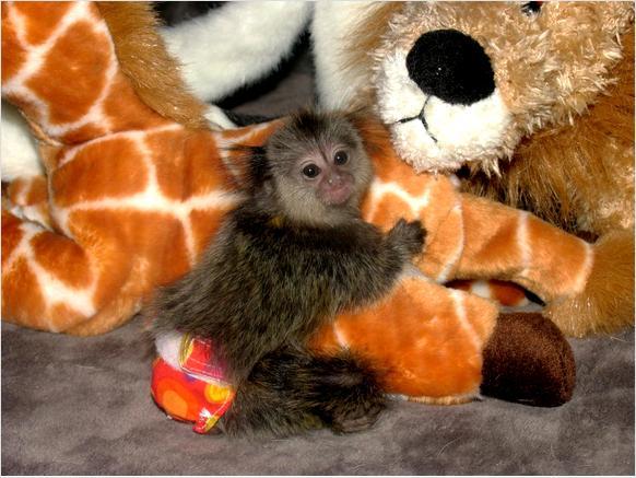 Marmoset Monkeys For Sale